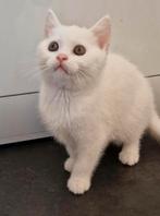 Witte britse korthaar kitten, Dieren en Toebehoren, 0 tot 2 jaar, Kater, Ingeënt