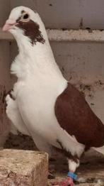 Koppel  Syrische  Barbarisi., Dieren en Toebehoren, Vogels | Duiven, Meerdere dieren, Overige soorten