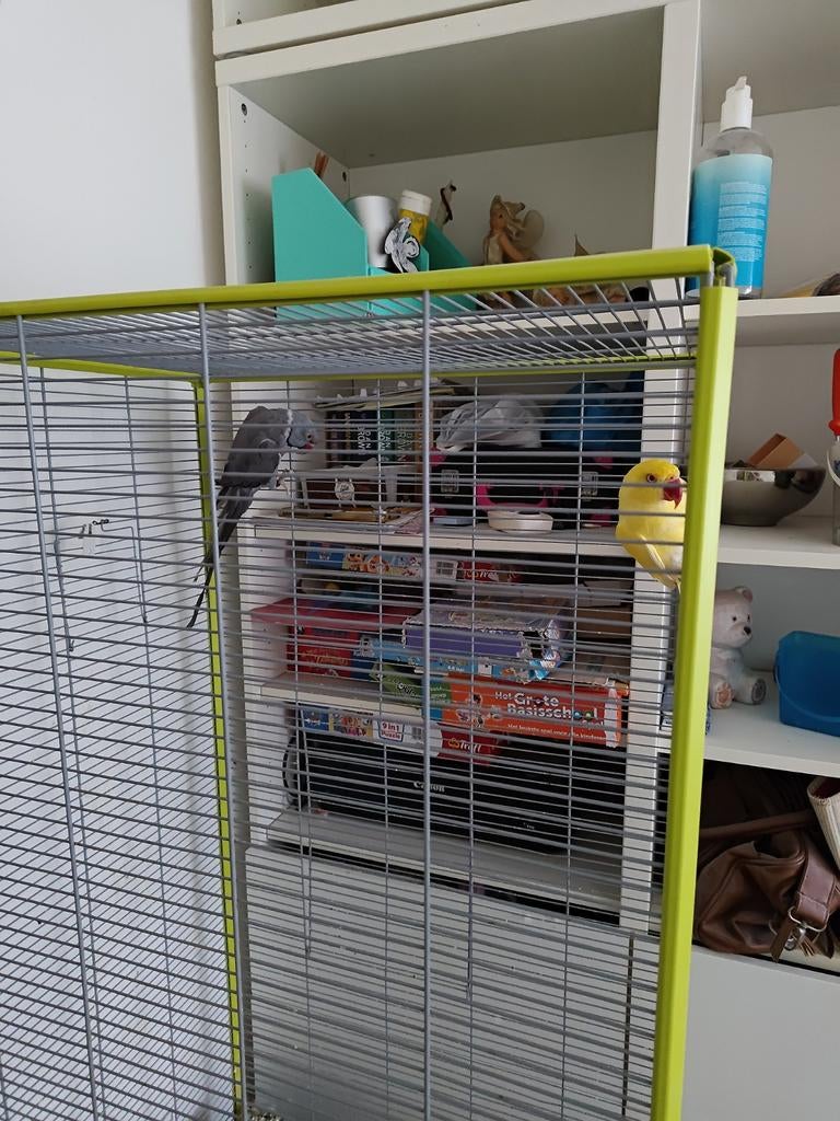 Halsbandparkiet, Ophalen, Zo goed als nieuw, Hout, Vogelkooi