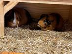 Leuk lief koppel cavia, Dieren en Toebehoren, Mannelijk, Cavia, Tam