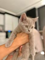 Prachtige Brits Korthaar kittens te koop!, Dieren en Toebehoren, Katten en Kittens | Raskatten | Korthaar, Geslacht onbekend, Ontwormd