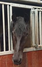 Friese merrie 3 jaar 2e Ster Premie, Merrie, Gechipt, Dressuurpaard, 3 tot 6 jaar