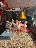 Duitse Faverolle haantjes – gratis af te halen, Dieren en Toebehoren, Pluimvee, Mannelijk, Kip
