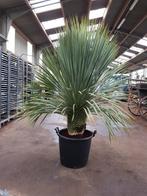 Yucca rostrata AAA kwaliteit / Beide Paasdagen geopend, Vaste plant, Ophalen of Verzenden