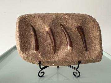 4 Plesiosaurus Tanden in Matrix beschikbaar voor biedingen