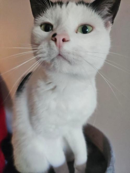 Lieve Europees korthaar kruising, Dieren en Toebehoren, Katten en Kittens | Overige Katten, Kater, 3 tot 5 jaar