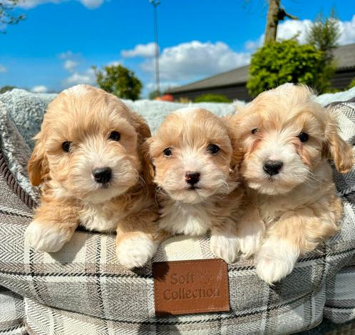 Maltipoo pups, Dieren en Toebehoren, Honden | Niet-rashonden, Klein, Meerdere dieren, Fokker | Professioneel, Meerdere, Nederland