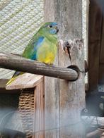 Turquoise parkiet pop, Dieren en Toebehoren, Vrouwelijk, Parkiet