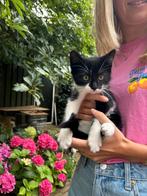 Schattige kittens te koop!, Dieren en Toebehoren, Katten en Kittens | Overige Katten, Meerdere dieren, Kortharig, 0 tot 2 jaar