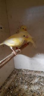 Kanarie geel, Dieren en Toebehoren, Vogels | Kanaries, Geslacht onbekend, Kleurkanarie