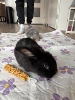 Franse Hangoor babykonijntjes, Dieren en Toebehoren, Meerdere dieren, Groot, Hangoor