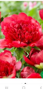 Pioen stekken Many Happy Returns, Overige soorten, Volle zon, Ophalen of Verzenden, Tweejarig