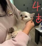 1 Kitty for sale, Dieren en Toebehoren, Katten en Kittens | Raskatten | Korthaar, Poes, 0 tot 2 jaar