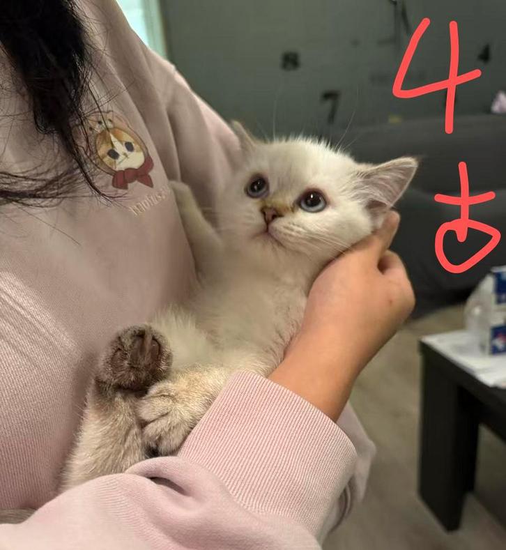 【sold】1 Kitty for sale, Dieren en Toebehoren, Katten en Kittens | Raskatten | Korthaar, Poes, 0 tot 2 jaar