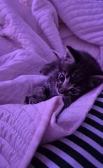 Laatste Bengaalse Kitten, Poes, Ontwormd, 0 tot 2 jaar