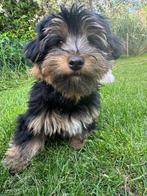 Yorkshire Terriër, Dieren en Toebehoren, Honden | Jack Russells en Terriërs, Yorkshire Terriër, Reu, CDV (hondenziekte), 8 tot 15 weken