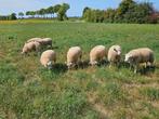 Ramlammeren fok/dekrammen texelaar, Mannelijk, Schaap