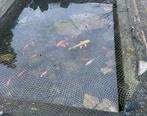 Diverse Vijver Vissen, Dieren en Toebehoren, Vissen | Vijvervissen, Karper of Koi