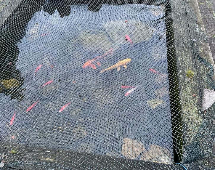 Diverse Vijver Vissen, Dieren en Toebehoren, Vissen | Vijvervissen, Karper of Koi