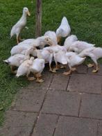 Witte Indische loopeenden., Dieren en Toebehoren, Meerdere dieren, Eend