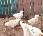 Krul padua kuifhoen haan., Dieren en Toebehoren, Mannelijk, Kip