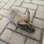 Mooie Duitse Reuzen., Vrouwelijk, Groot