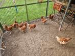 Broedeieren voor de bruine lohman, Dieren en Toebehoren, Pluimvee, Geslacht onbekend, Kip