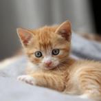 Kittens gezocht, Dieren en Toebehoren