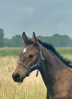 Te koop: veelbelovend KWPN hengstveulen met topafstamming, Dieren en Toebehoren, Paarden, Hengst, 0 tot 2 jaar