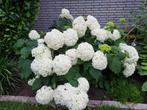 Hortensia 'Annabelle' 6 stuks GROOT, Tuin en Terras, Planten | Tuinplanten, Ophalen, Zomer, Overige soorten, Halfschaduw