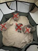 Gezonde/Schattige Britse Korthaar, Dieren en Toebehoren, Katten en Kittens | Raskatten | Korthaar, Meerdere dieren, Ontwormd, 0 tot 2 jaar