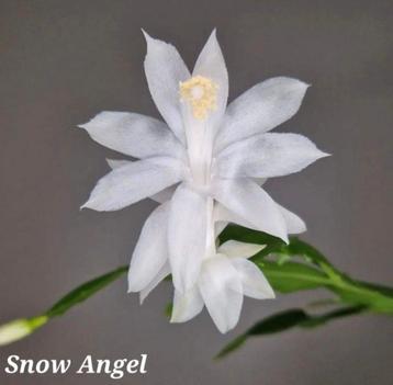 Zeldzame Schlumbergera Snow Angel/ kerstcactus nr 1 beschikbaar voor biedingen