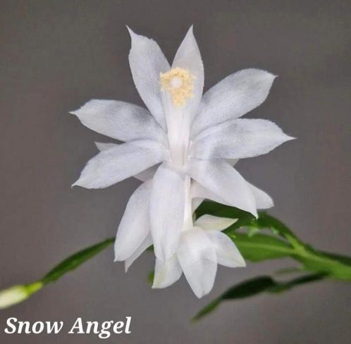 Zeldzame Schlumbergera Snow Angel/ kerstcactus nr 1, Huis en Inrichting, Kamerplanten, Overige soorten, Minder dan 100 cm, Bloeiende kamerplant