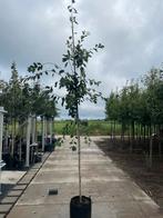 Krentenboompje/krentenboom/amelanchier, Ophalen, Volle zon, Overige soorten