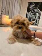Premium maltipoo f1 pup reutje micro, Dieren en Toebehoren, Particulier, Rabiës (hondsdolheid), 8 tot 15 weken, Buitenland