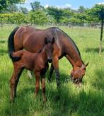 Knap springgefokte jaarling van Mees van de Watermolen, Dieren en Toebehoren, Paarden, Springpaard, Gechipt, 0 tot 2 jaar, Hengst