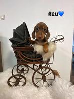 Knappe teckel pups, Dieren en Toebehoren, Honden | Teckels en Dashonden, CDV (hondenziekte), 8 tot 15 weken, Korthaar, Dwerg