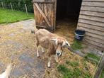 Onze toggenburger kudde is te koop., Dieren en Toebehoren, Meerdere dieren, Geit