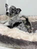 Mooie pomchi pups , pomeriaan x chihuahua, Dieren en Toebehoren, Honden | Chihuahua's en Gezelschapshonden, Rabiës (hondsdolheid)