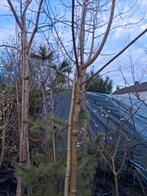 Pindakaasboom clerodendrum trichotomum groot, Ophalen, Volle zon, Overige soorten