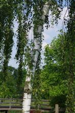 Betula pendula 'Tristis' Ruwe berk treurberk herfstkleur, Tuin en Terras, Planten | Bomen, Ophalen of Verzenden, Lente, Volle zon