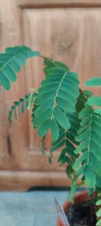 Tamarinde plant, Groene kamerplant, Ophalen, Volle zon, Minder dan 100 cm