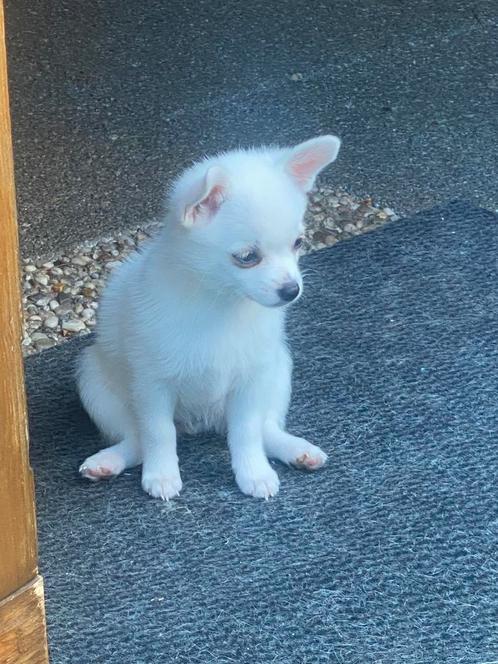 Pomchi pups de laatste, Dieren en Toebehoren, Honden | Niet-rashonden, Klein, Meerdere dieren, Particulier, Meerdere, Nederland