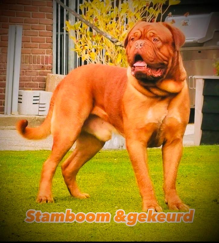 Bordeauxdog Dekreu goedgekeurd stamboom Bordeaux dog, Dieren en Toebehoren, Honden | Bulldogs, Pinschers en Molossers, Reu, Overige rassen