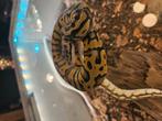 Te koop ballpython, Amfibie
