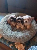 Shih Tzu, Dieren en Toebehoren, Honden | Chihuahua's en Gezelschapshonden, CDV (hondenziekte), 8 tot 15 weken, Meerdere, Nederland