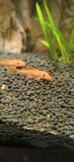 Super red ancistrus/ rode bristlenose pleco / rode algeneter, Zoetwatervis, Vis