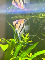Trio maanvis Pterophyllum scalare manacapuru red back, Vis