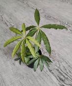 Anthurium Polyschistum 'Tweed' (2 planten), Huis en Inrichting, Ophalen of Verzenden, Halfschaduw, Minder dan 100 cm