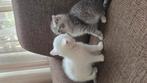 prachtige Britse Korthaar kittens, Dieren en Toebehoren, Katten en Kittens | Raskatten | Korthaar